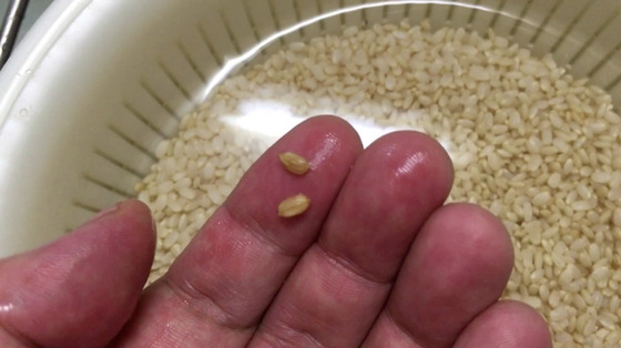 土鍋で玄米を炊く方法ー籾殻がついているものは取り除いておく